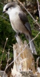 Algonquin Park