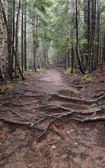 Cape Split trail with roots