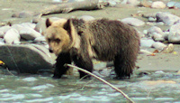 Young grizzly in Bella Coola 