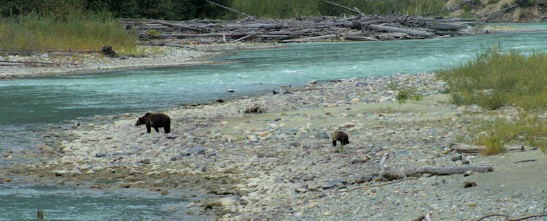 Bear viewing from Rip Rap Camp Site platform 