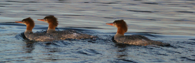 Ducks in Algonquin Park 