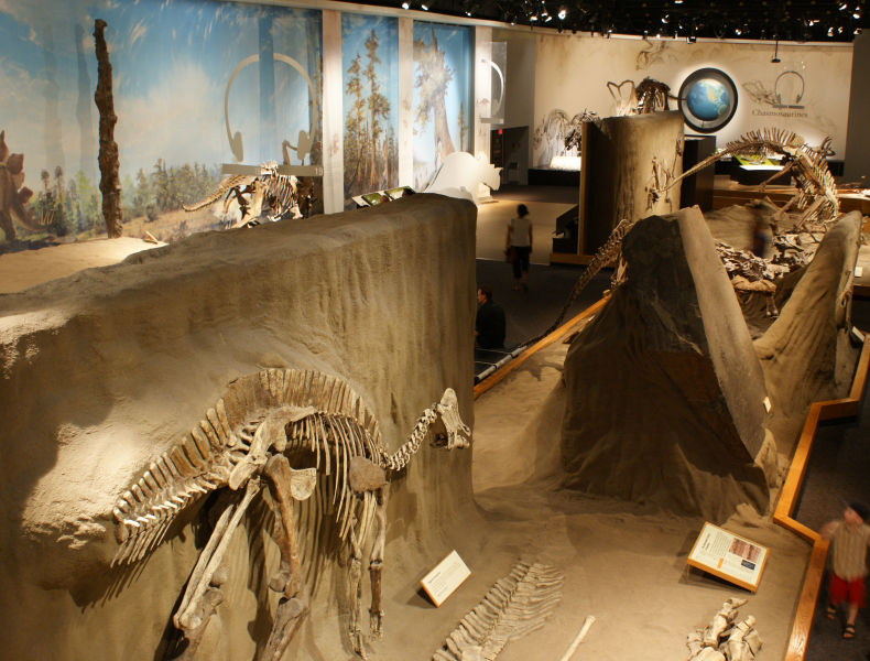 Exhibit in the Royal Tyrrell Museum