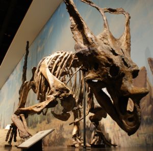 A prehistoric skeleton at the Royal Tyrrell Museum
