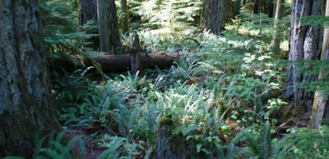 Cathedral Grove ferns