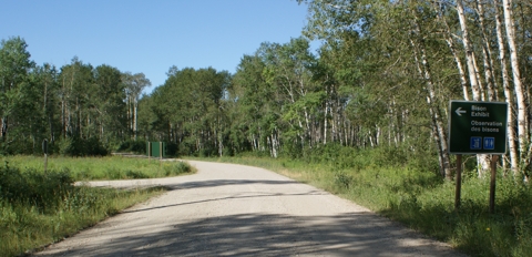 Bison Exhibit from road