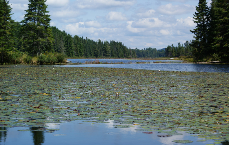 Heilstorm Creek Lillypad