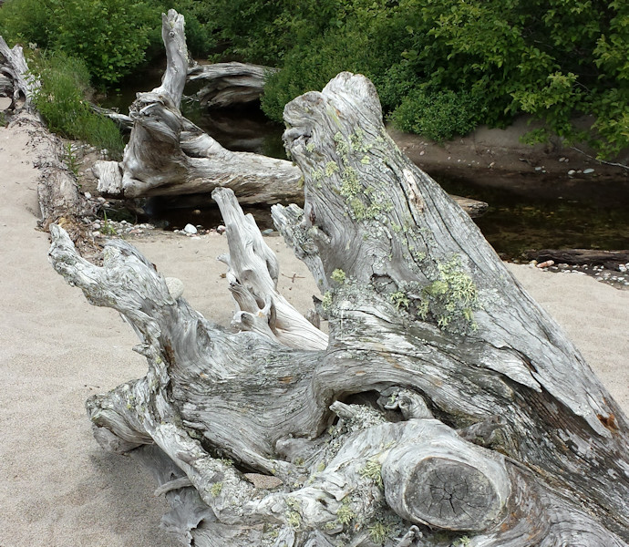 Washed up tree on Agawa Bay beach