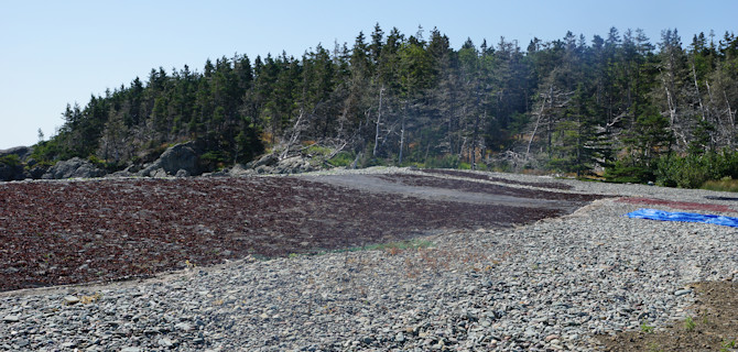 Dulse drying on White Head Island