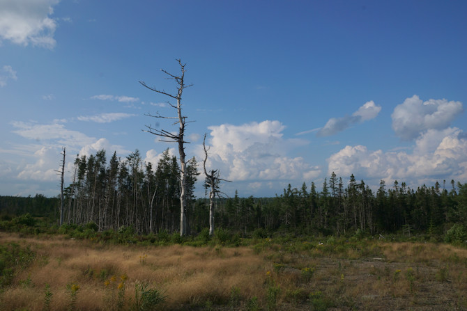 Forest and dead tree 