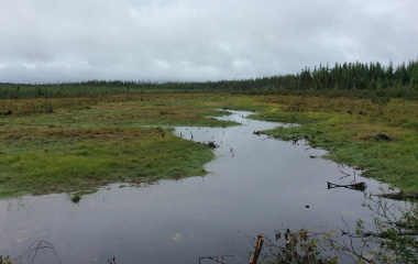 Barnet Lake Road bog 