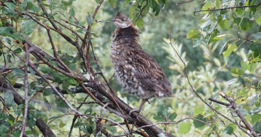 grouse on Barnet Lake Road 