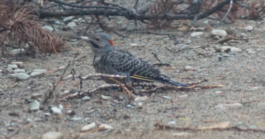 Northern Flicker on Barnet Lake Road 