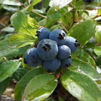 Blueberry 