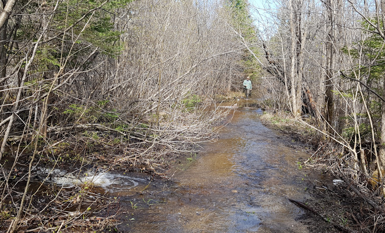 Narrow Finleyson Lake trail under water 