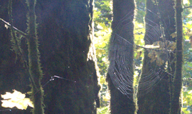 Old Growth and Rainforest 