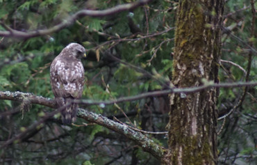 Hawk along Rabbit Lake Road