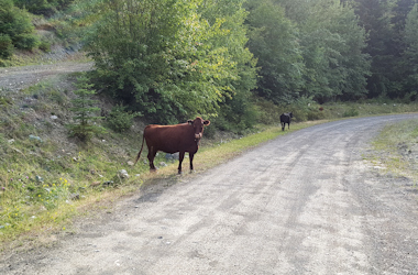 Yalakom Road wildlife 