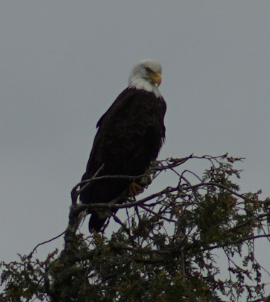 Eagle watching us 