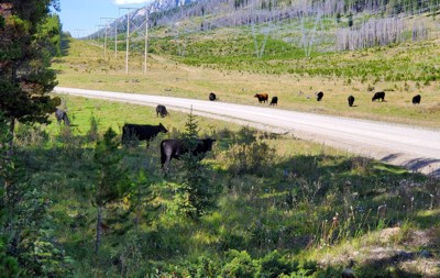 Cows on road