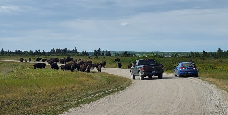 Bison roaming the park 
