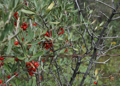 Saskatchewan Landing PP Berries