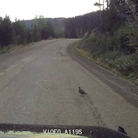 Standoff with grouse 