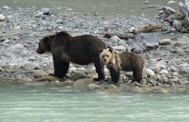 Bear and cub on Bella Coola River