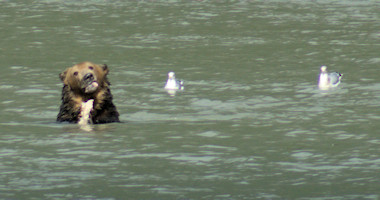 Bear in Bella Coola River 