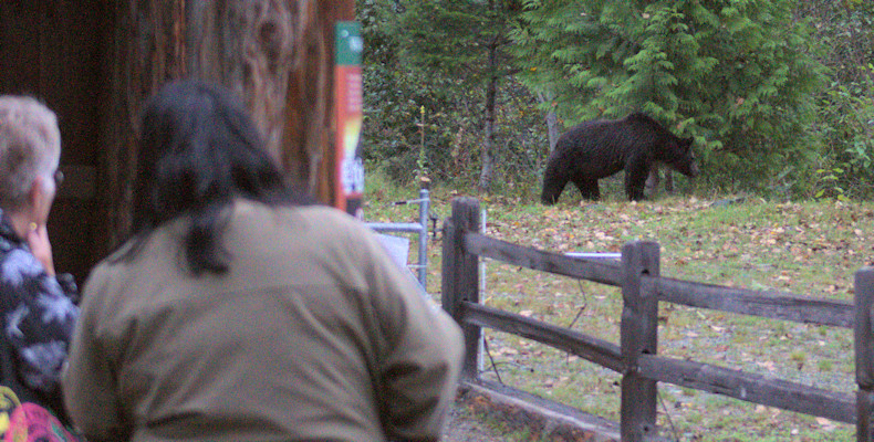 Bear viewing at Belarko Wildlive Viewing Area 