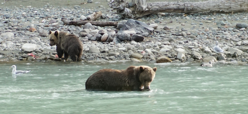 Bear and cub viewing at Rip Rap platform 