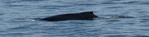 Whale fin in bay