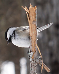 Chickadee 