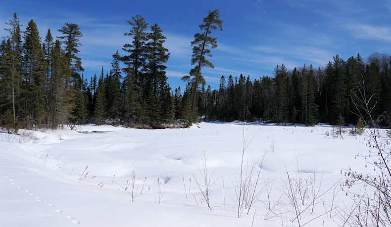 Possibly wolf or coyote tracks