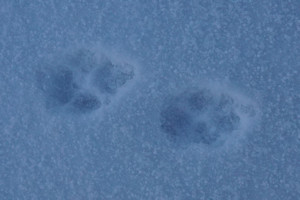 Wolf or Coyoty Tracks in the snow