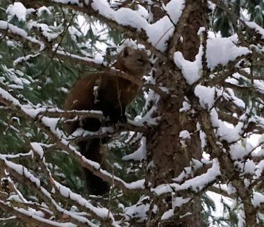 Marten in winter along Spruce Bog Trail 