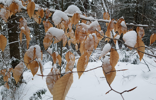 Huntsville and Algonquin Park