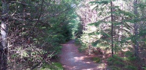 Minnesing bike trail path