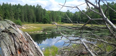 Centennial Ridges Trail bog