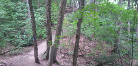 Hardwood Lookout trail