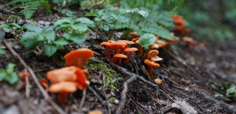 Fungi along the Mizzi Lake Trail