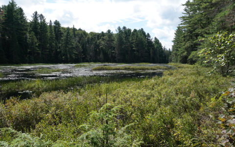 Bog along the Mizzi Lake Trail