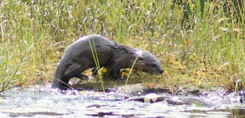 Mizzi Lake Trail wildlife