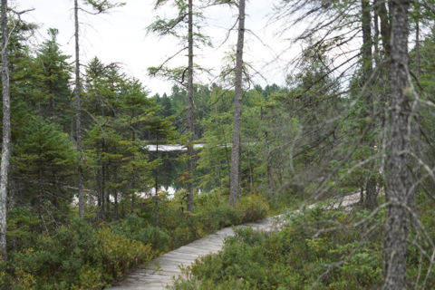 Boardwalk on Mizzi Lake Trail