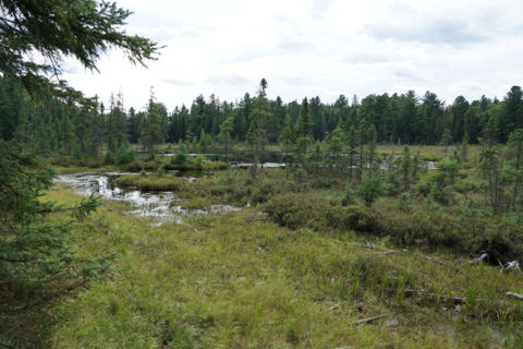 Bog on Mizzi Lake Trail