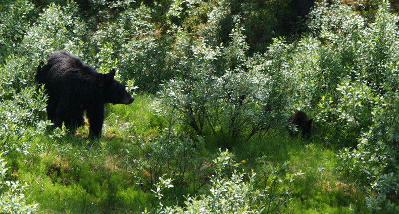 Bear Family