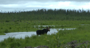 Moose along the trail