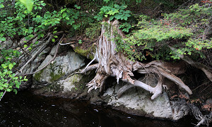 Root beside Marter Road