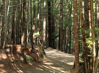 Packed Gravel trail to the Train Wreck 