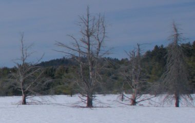 Walk at the Air Field new Mew Lake Camp Ground 