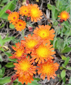 Orange Hawkweed